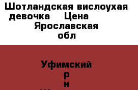 Шотландская вислоухая девочка  › Цена ­ 3 500 - Ярославская обл., Уфимский р-н Животные и растения » Кошки   . Ярославская обл.